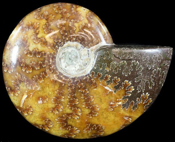 Wide Polished Cleoniceras Ammonite - Madagascar #49426